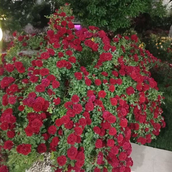 اجاره روزانه ویلاشیک برای خانواده