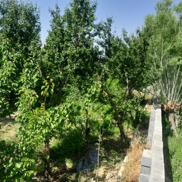 فروش باغ با درخت ۱۰ ساله حیدر اباد