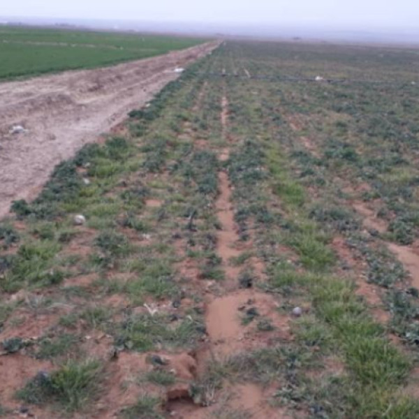 7000متر زمین باغی زراعی دامداری