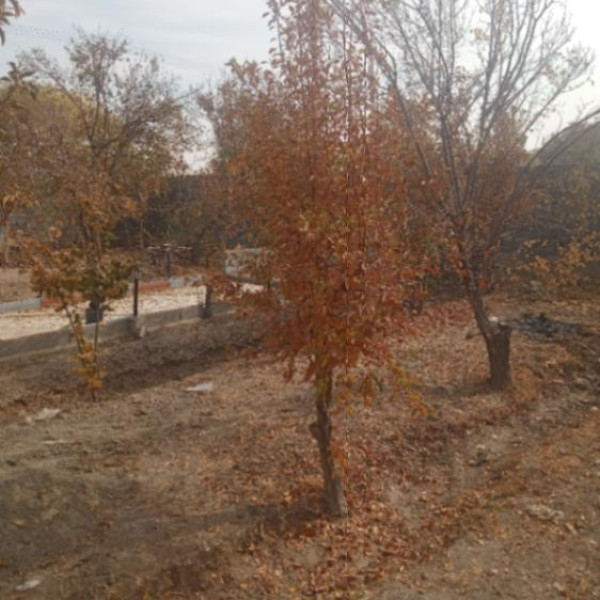 فروش باغ در اصفهانک