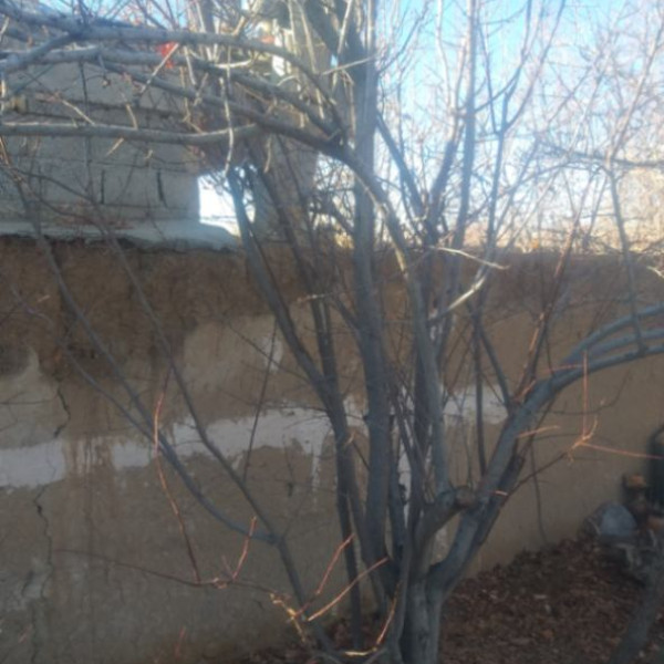 باغ ۱۰۰۰ متری دنج و با صفا