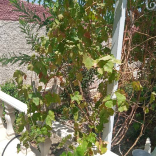 فروش خانه باغی در اصفهانک بلوار بوستان ۶