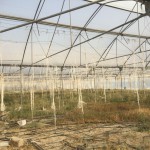 فروش گلخانه با تمام امکانات - حیدرآباد - املاک اصفهان
