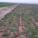 7000متر زمین باغی زراعی دامداری